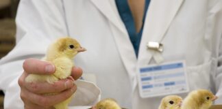 Come valutare il riempimento del gozzo