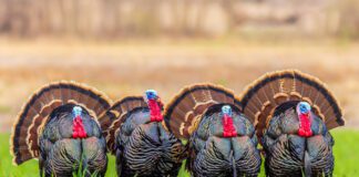 L’importanza della pulizia negli allevamenti di tacchini