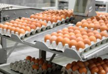 L’industria canadese delle uova