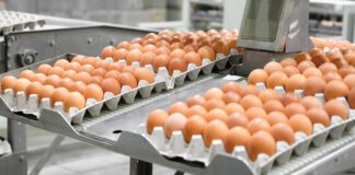 L’industria canadese delle uova