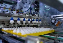 Seleggt, lo standard per porre fine all’abbattimento dei pulcini maschi