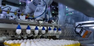 Seleggt, lo standard per porre fine all’abbattimento dei pulcini maschi