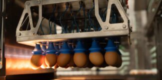 Oltre la sfida, verso l’innovazione: la determinazione del sesso embrionale con la tecnologia Cheggy
