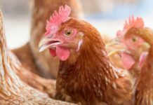 Il benessere delle galline ovaiole italiane si misura anche al macello