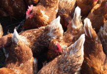 Dall’allevamento al cloud: come i big data rivoluzionano l’avicoltura