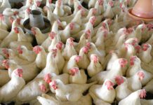 Aviaria, focolaio in Belgio: i Paesi Bassi vietano il trasporto di pollame nel Brabante Settentrionale