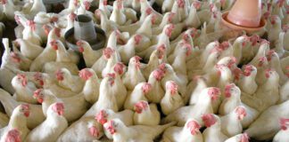 Aviaria, focolaio in Belgio: i Paesi Bassi vietano il trasporto di pollame nel Brabante Settentrionale