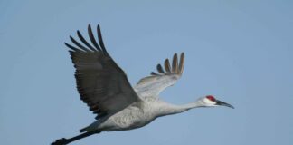 Germania, allarme influenza aviaria: abbattuti 130.000 volatili vicino a Berlino