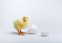 Approcci innovativi nel sessaggio in ovo