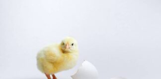 Approcci innovativi nel sessaggio in ovo