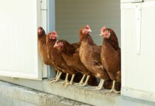 Scarti di ricci di mare come fonte alternativa di calcio per galline ovaiole