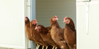 Scarti di ricci di mare come fonte alternativa di calcio per galline ovaiole