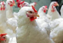 Biochem e BASF annunciano un accordo per l’acquisizione da parte di Biochem del business globale dei glicinati di BASF