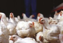 Effetti dell’utilizzo di Hemicell™ HT (β-mannanasi) sull’integrità intestinale del broiler. valutazione tramite elanco health tracking system (HTSi®)