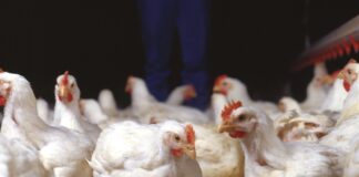 Effetti dell’utilizzo di Hemicell™ HT (β-mannanasi) sull’integrità intestinale del broiler. valutazione tramite elanco health tracking system (HTSi®)