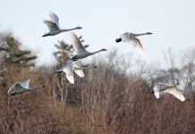 Nuovi modelli predittivi per un approccio integrato alla lotta all’influenza aviaria