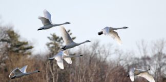 Nuovi modelli predittivi per un approccio integrato alla lotta all’influenza aviaria