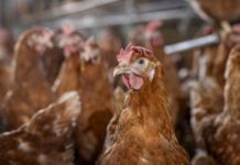 Allevamento per il futuro: ISA, Warren e Bovans nella transizione europea verso i sistemi senza gabbie