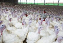 Buone pratiche di biosicurezza per allevamenti avicoli