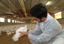 Convegno “Le relazioni uomo-animale e le politiche sanitarie One Health, fra storia e arte”. Padova, 4-6 dicembre 2025