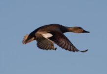 Stati Uniti, quarta epidemia di influenza aviaria in dieci anni. L’epidemia dell’inverno 2024/2025