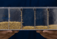 Ottimizzare la nutrizione dei broiler moderni