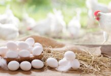 Analisi dell’impronta di carbonio delle galline ovaiole