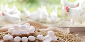 Analisi dell’impronta di carbonio delle galline ovaiole