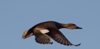 Stati Uniti, quarta epidemia di influenza aviaria in dieci anni. L’epidemia dell’inverno 2024/2025