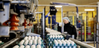 L’industria delle uova in Danimarca. Analisi di una struttura insolita