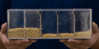 Ottimizzare la nutrizione dei broiler moderni