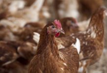 Il MAPA confina tutte le galline e l’altro pollame allevato all’aperto in tutta la Spagna