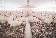 Le dinamiche dell’industria avicola brasiliana: una rassegna del decennio 2013–2023