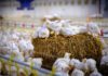 Broilernet e il futuro del pollo a lenta crescita in Europa: benessere animale, sostenibilità e sfide economiche