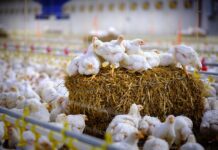 Broilernet e il futuro del pollo a lenta crescita in Europa: benessere animale, sostenibilità e sfide economiche