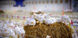 Broilernet e il futuro del pollo a lenta crescita in Europa: benessere animale, sostenibilità e sfide economiche