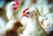 Technospore® nei broiler: la meta-analisi