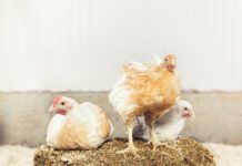 Polli da carne: conciliare benessere animale e sostenibilità