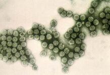 USPOULTRY pubblica il rapporto aggiornato sulla gestione responsabile degli antibiotici nella produzione avicola statunitense