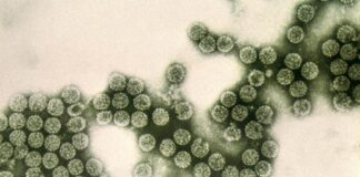 USPOULTRY pubblica il rapporto aggiornato sulla gestione responsabile degli antibiotici nella produzione avicola statunitense