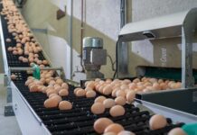 Pay-per-use: la nuova frontiera dell’automazione avicola