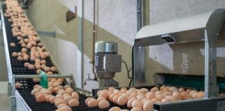 Pay-per-use: la nuova frontiera dell’automazione avicola