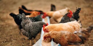 Microbiota stressato? La corretta soluzione nutrizionale