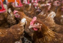 Lavorare per una maggiore persistenza dell’ovodeposizione e una produzione di uova più sostenibile: un approccio integrato