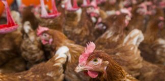 Lavorare per una maggiore persistenza dell’ovodeposizione e una produzione di uova più sostenibile: un approccio integrato