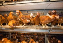 Ottimizzare benessere e produzione nelle galline ovaiole mediante glicani di precisione