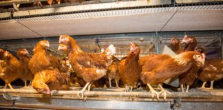 Ottimizzare benessere e produzione nelle galline ovaiole mediante glicani di precisione