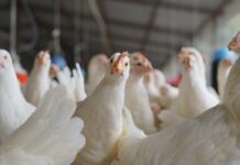 Persistenza delle femmine post-picco. Gestione della fertilità e della produzione