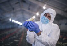Influenza aviaria H5N1 — nuovo allarme in provincia di Mantova