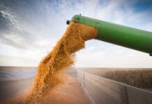 Quando l’apporto proteico è eccessivo?